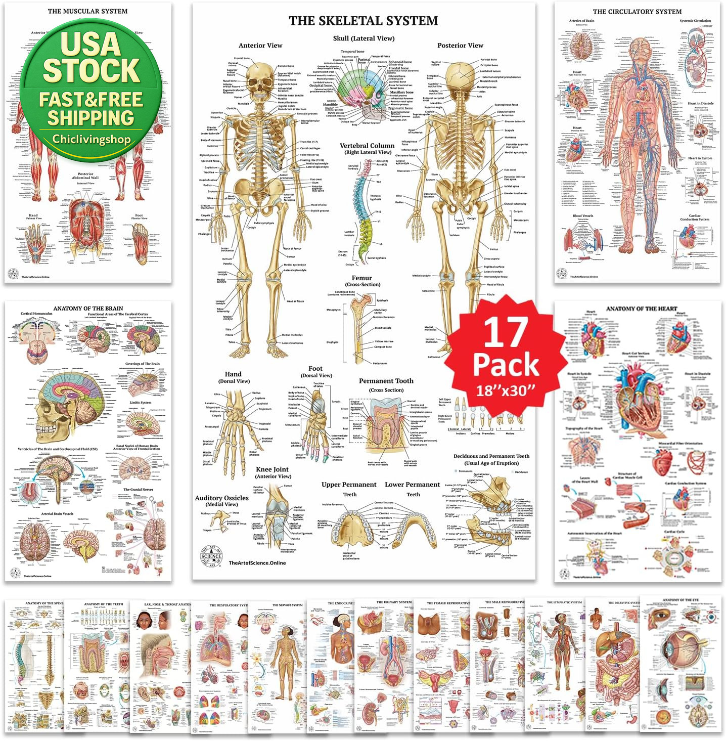 17 Human Anatomy Posters Medical Charts Classroom Office 18X30 Laminated