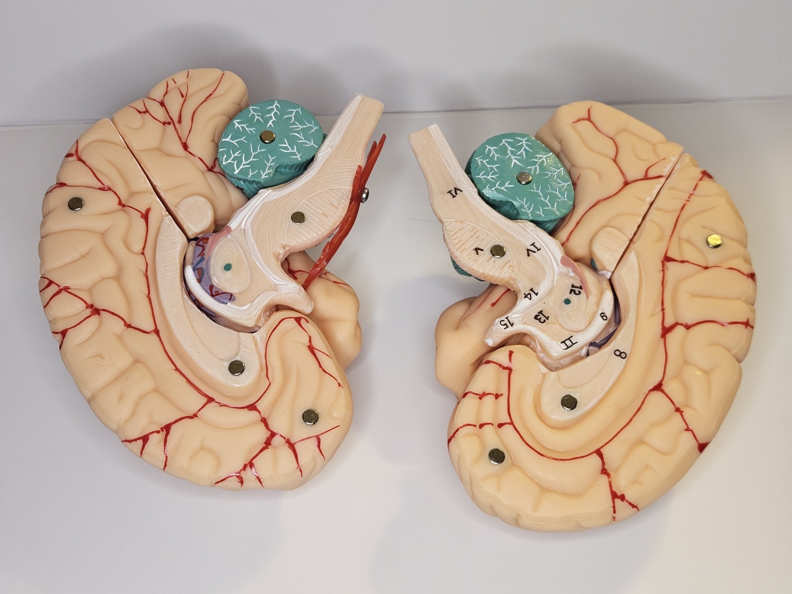 Human Brain Model Anatomical Anatomy Medical Teaching Education Study Science