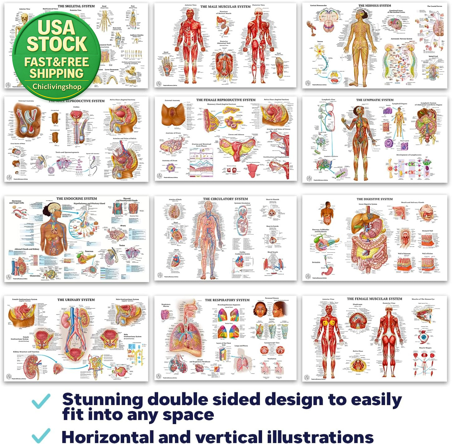 12 Human Anatomy Posters Laminated Medical Biology Health Classroom 18X30