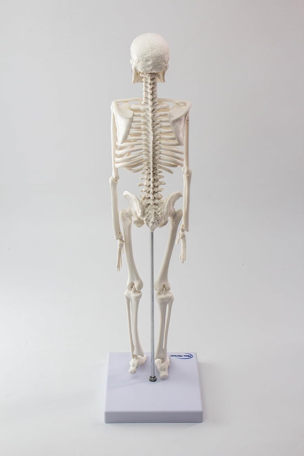 17.7 Inch Human Skeleton Model for Anatomy Study with Movable Limbs and Joints
