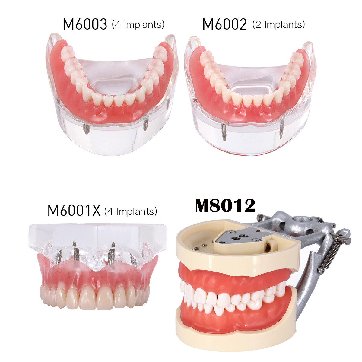 Dental OrthodonticTypodont Model /Implant Denture Restoration Model Upper Lower