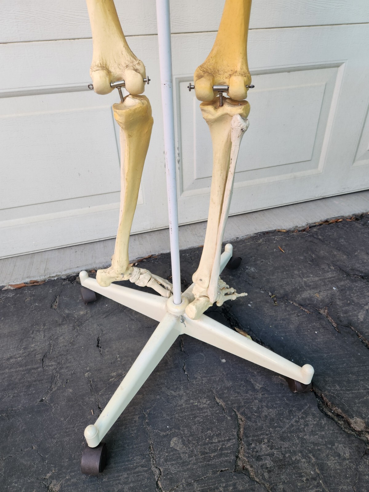 3B Scientific Standard 5′ 6″ Human Skeleton w/Pelvic Rolling Stand Halloween