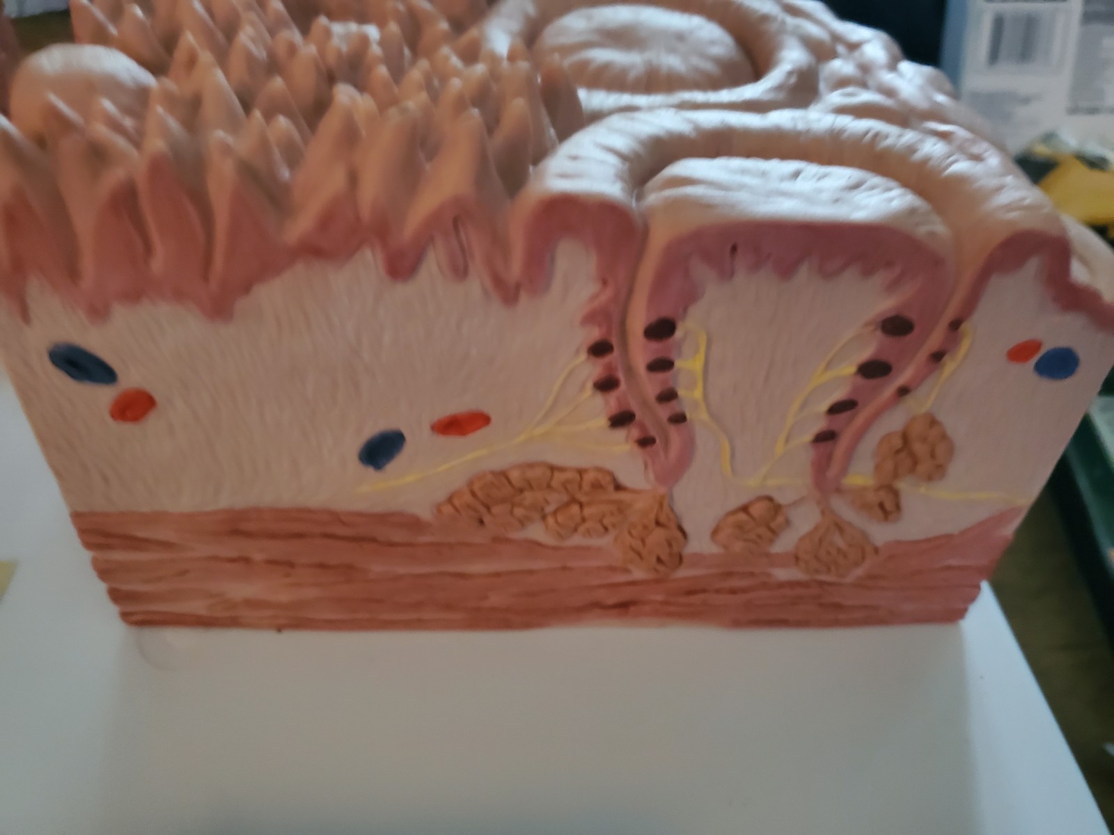 3B Scientific D17 MICROanatomy Human Tongue Model – 3B Smart Anatomy Anatomical