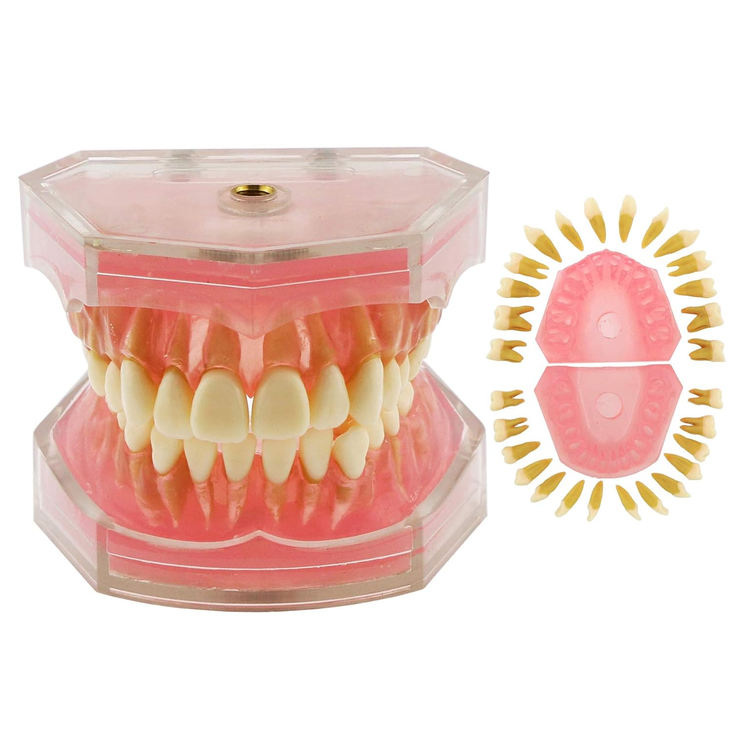 Dental Demonstration Teeth Model – Standard Study Teaching Dental Mode with All