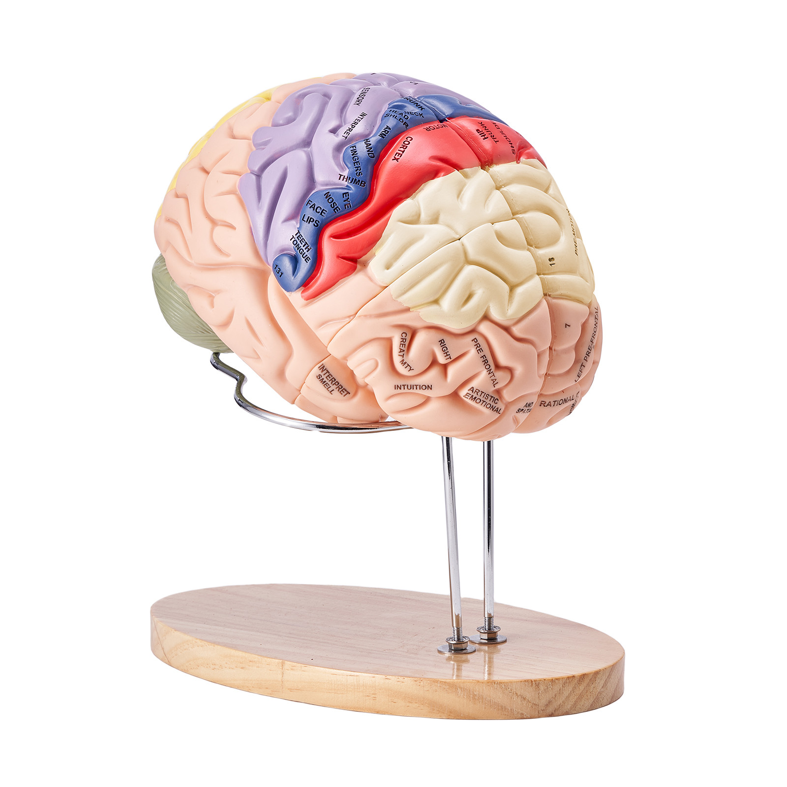 VEVOR Human Brain Model Anatomy Teaching Brain Model 4-Part Labeled 2X Enlarged