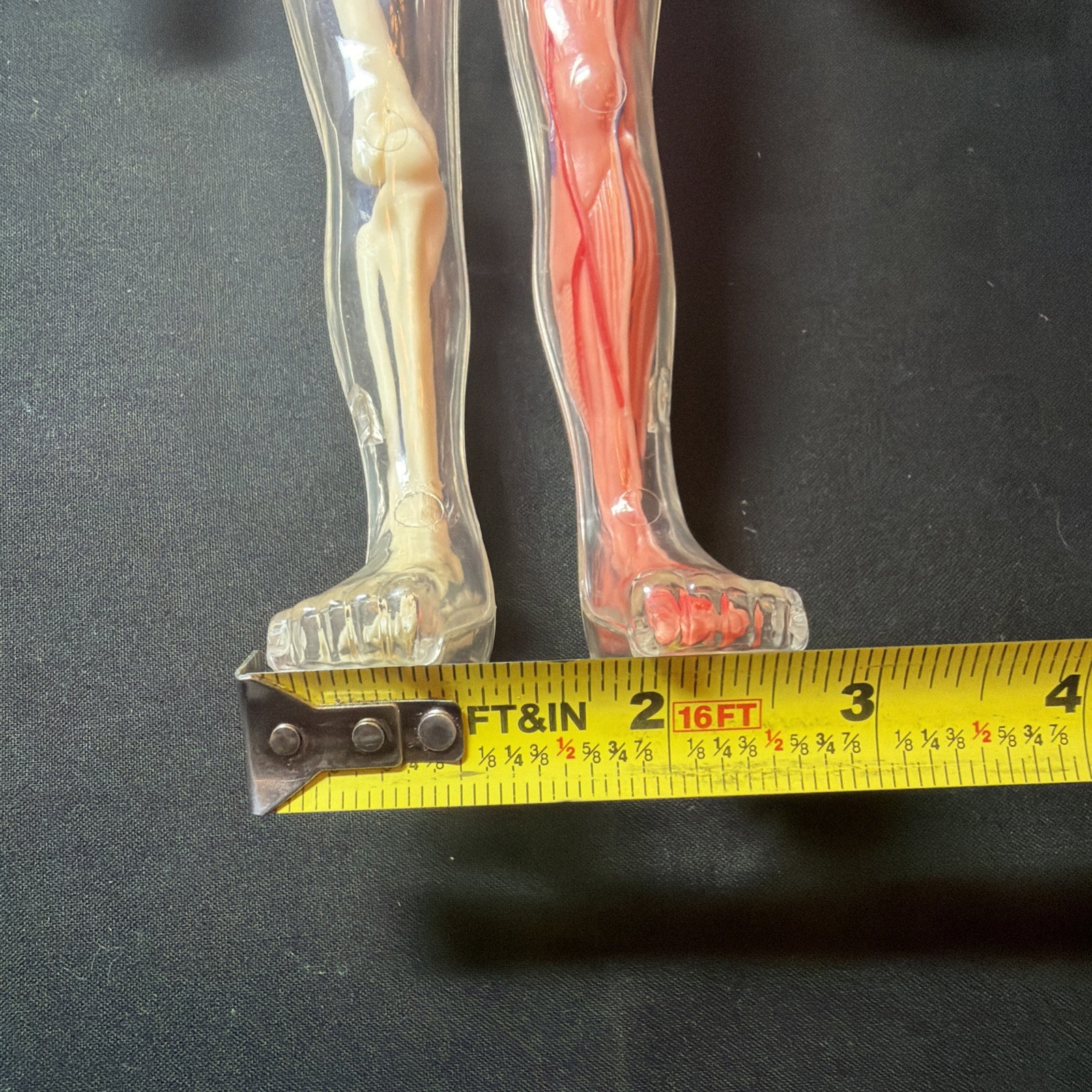 Vintage Human Body Model Anatomy Heart Brain Skeleton Muscles Lungs Student 13″