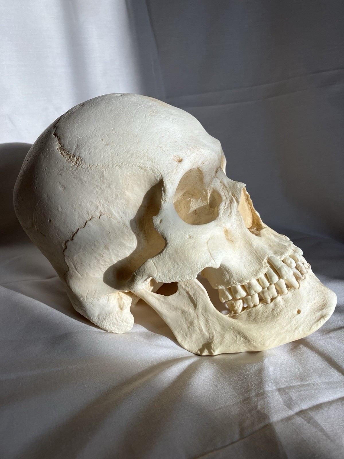France casting southwestern indigenous skull replica