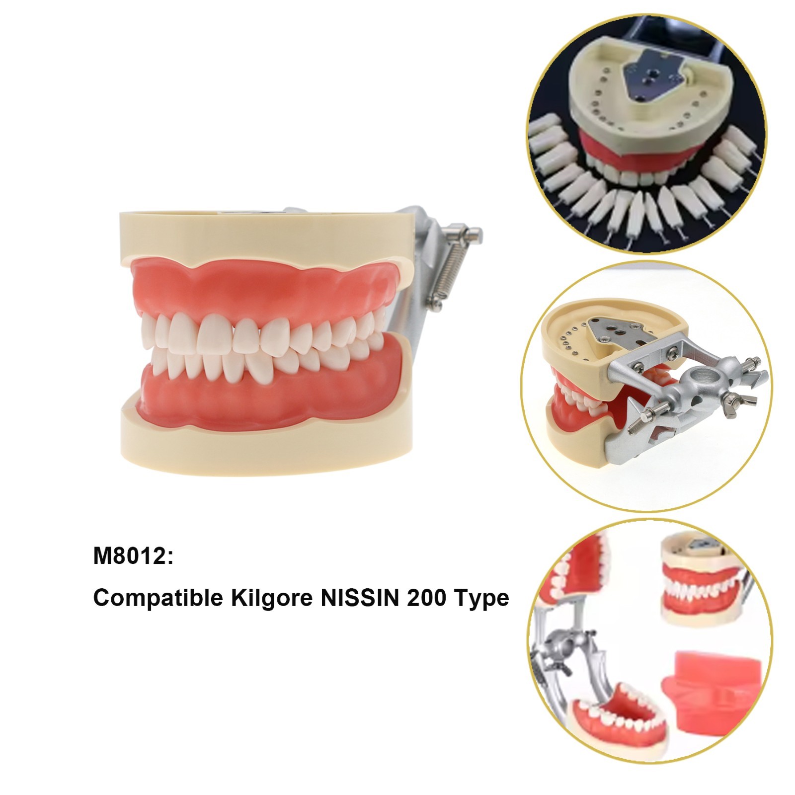 Fit Kilgore NISSIN 200Type Model Dental Typodont Model With 32Pcs Screw-in Teeth