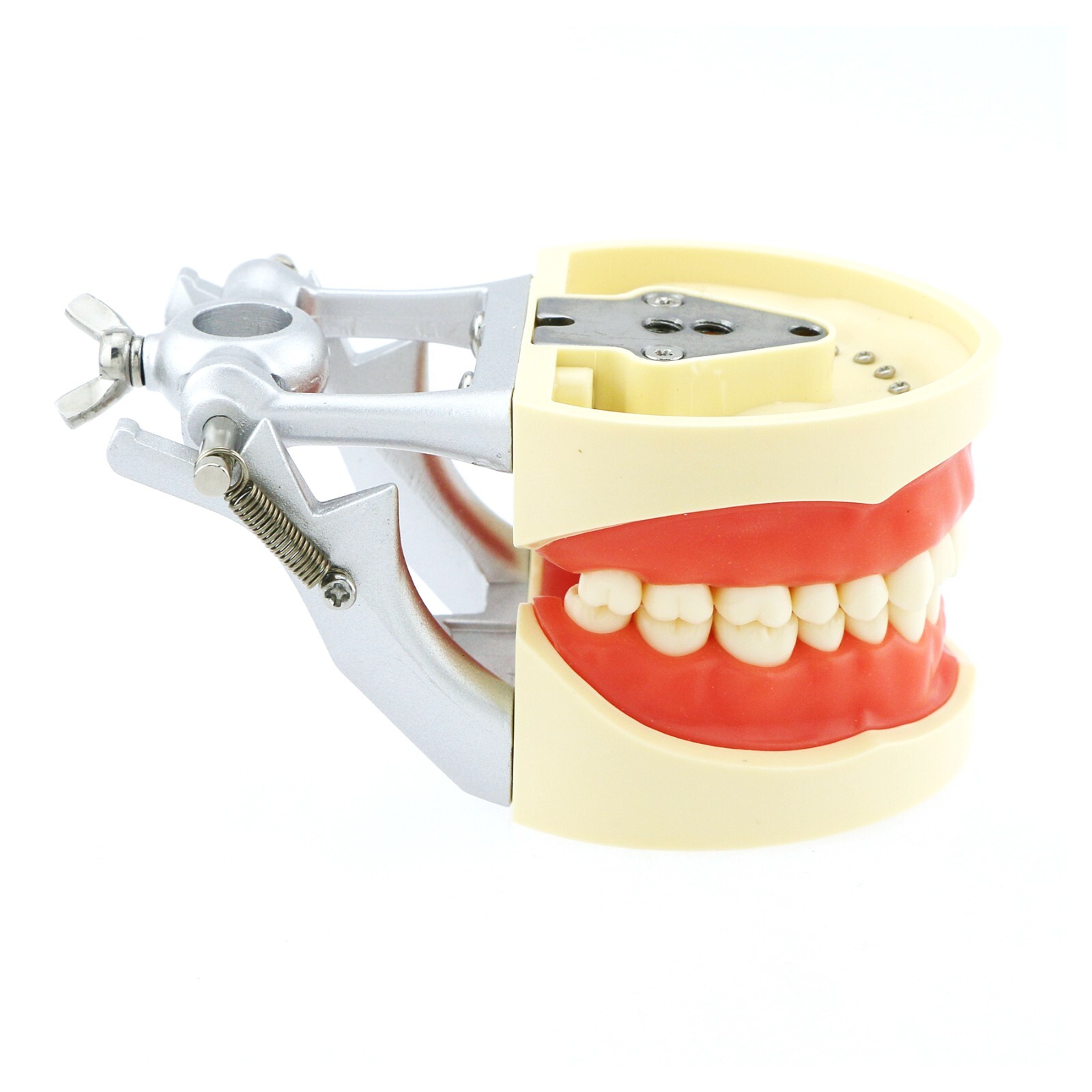 Kilgore Nissin 200 Type Dental 32pc Typodont Model Removable Teeth Mounting Pole