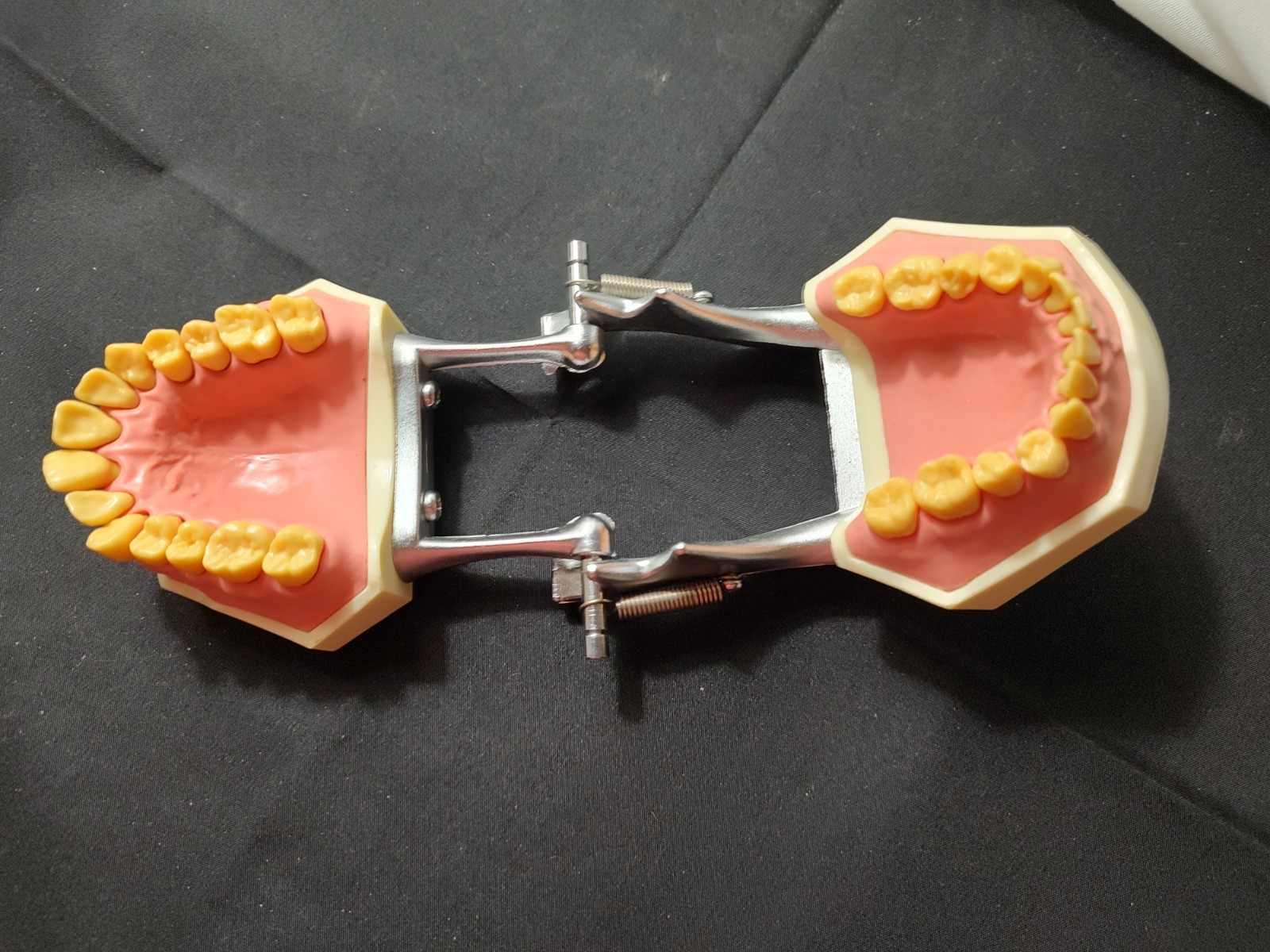 Halloween Scream Creepy Decor – Unitek Dental Teeth Model