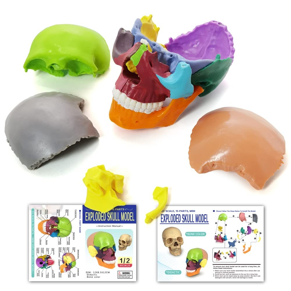 15-Parts Puzzle Anatomy Skull Model,Colorful Medical Brain Model,Human Anatom…
