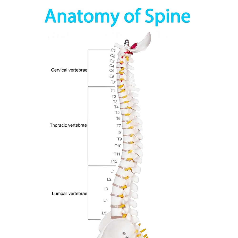 17.72 inch Human Spine with Pelvic Model Human Anatomical Anatomy Spine Model