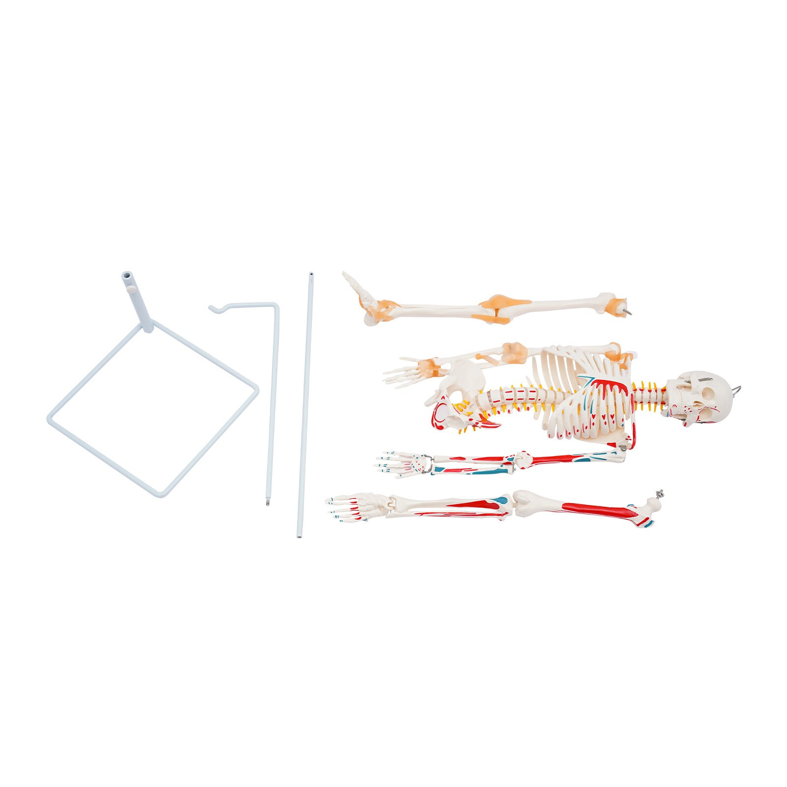 34″ Hanging Style Human Skeleton Model For Doctors’ Office or Anatomy Classroom