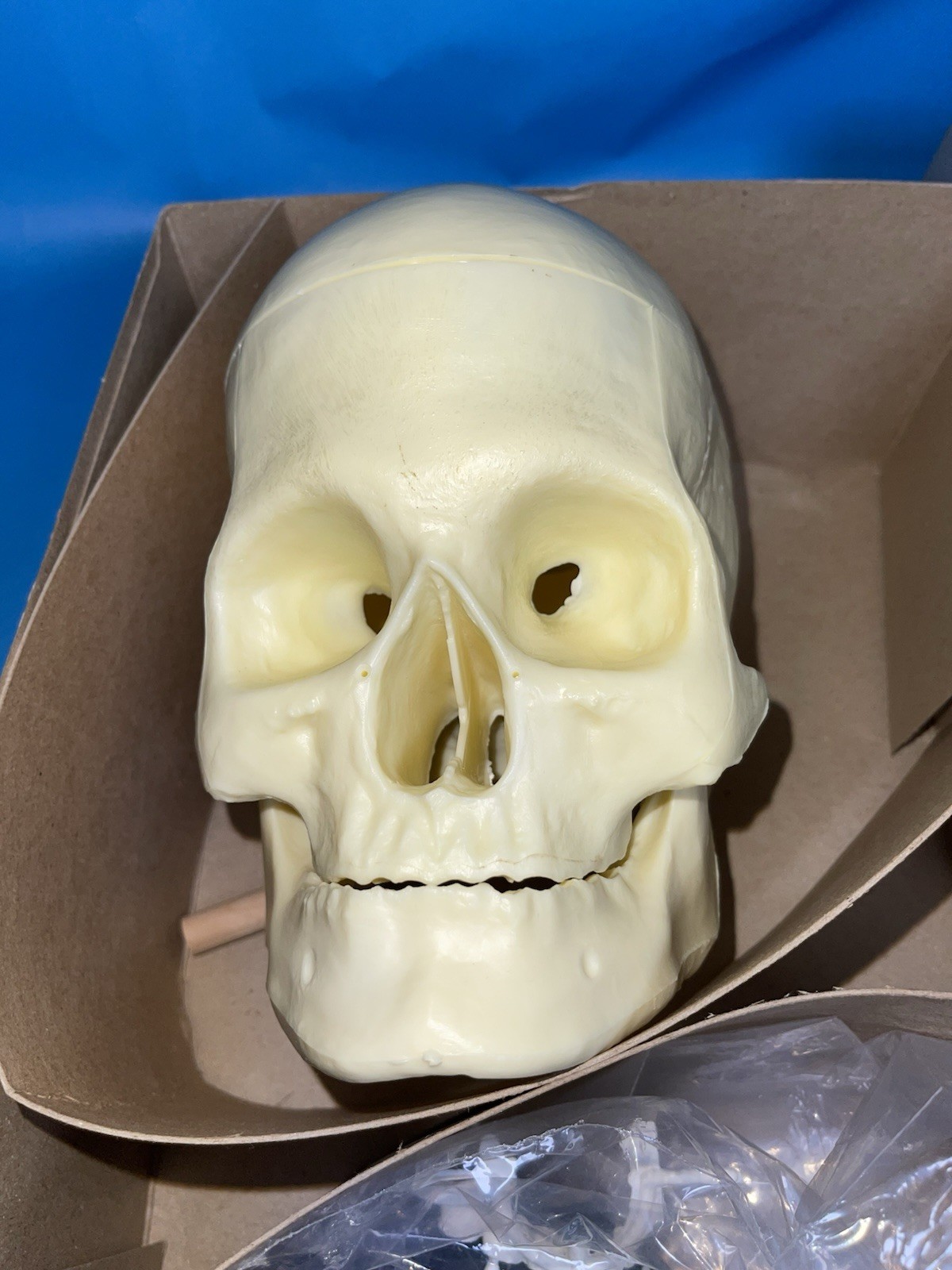 Lindberg The Human Skull Life Size Anatomical Model Kit Movable Jaw Complete VTG