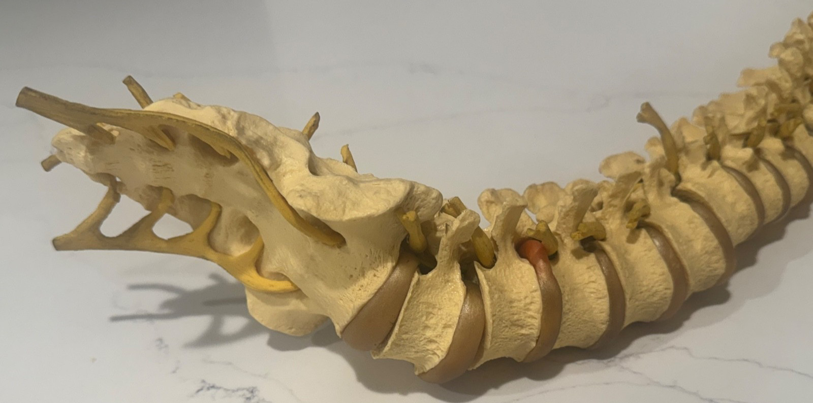 ANNATOMICAL ANATOMY 24″ HUMAN VERTEBRAL COLUMN SPINE WITH SACRUM MODEL