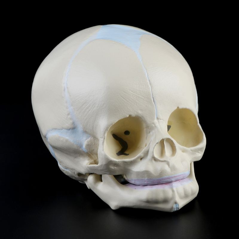 Life Size Baby Head Model Anatomical Baby Head Skull Model Baby Skeleton Model