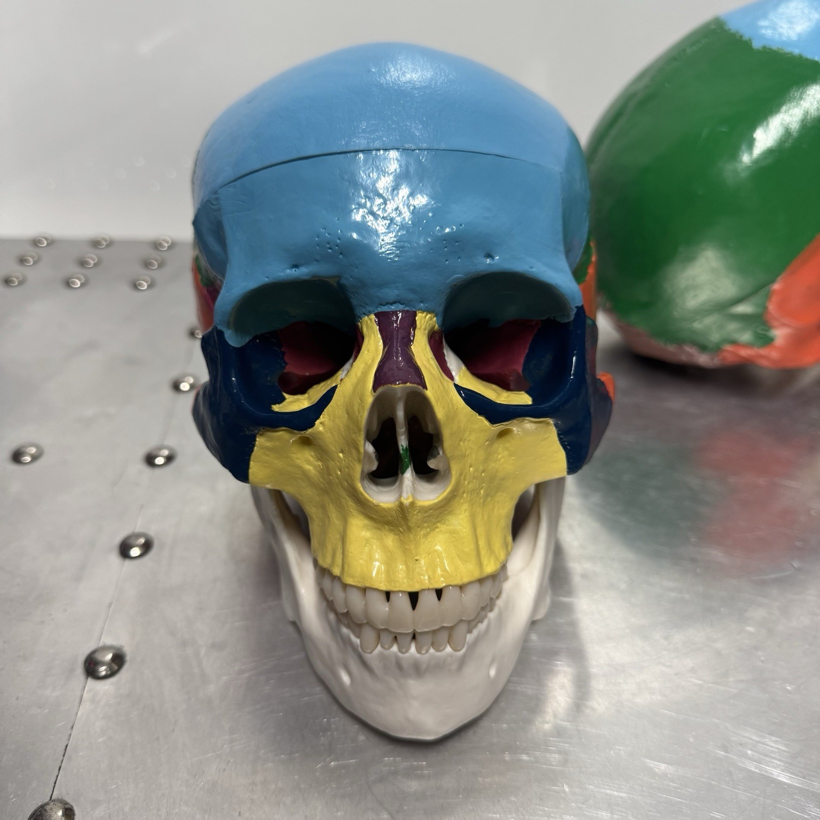 Human Skull Anatomical Model Scientific Classroom Model Lot Of 2