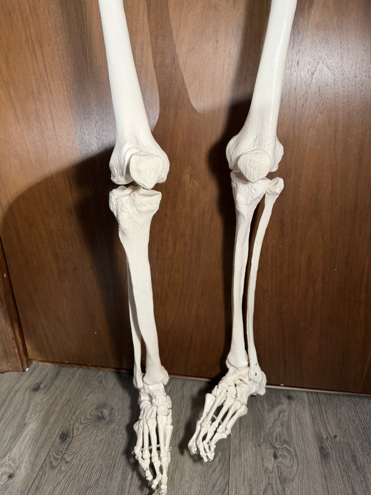 Life Size Human Anatomy Skeleton Hanging Medical Model w/ Spine Nerves