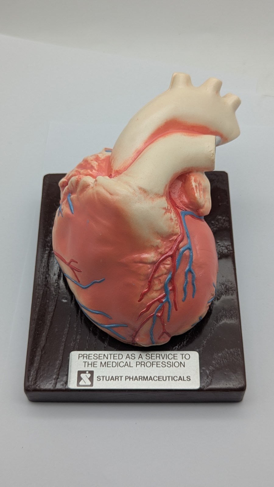 Vintage Human Heart Anatomical Model Stewart Pharmaceutical 1960’s DISPLAY