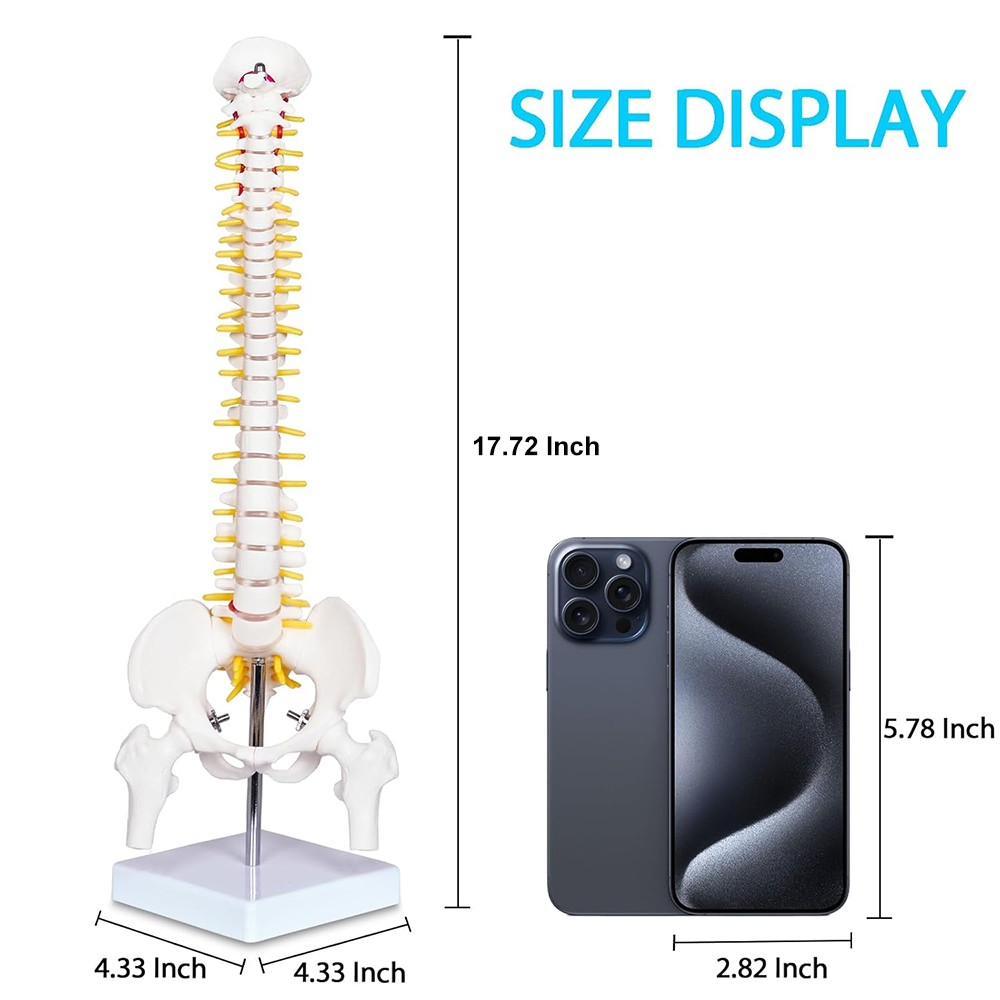 17.72 inch Human Spine with Pelvic Model Human Anatomical Anatomy Spine Model