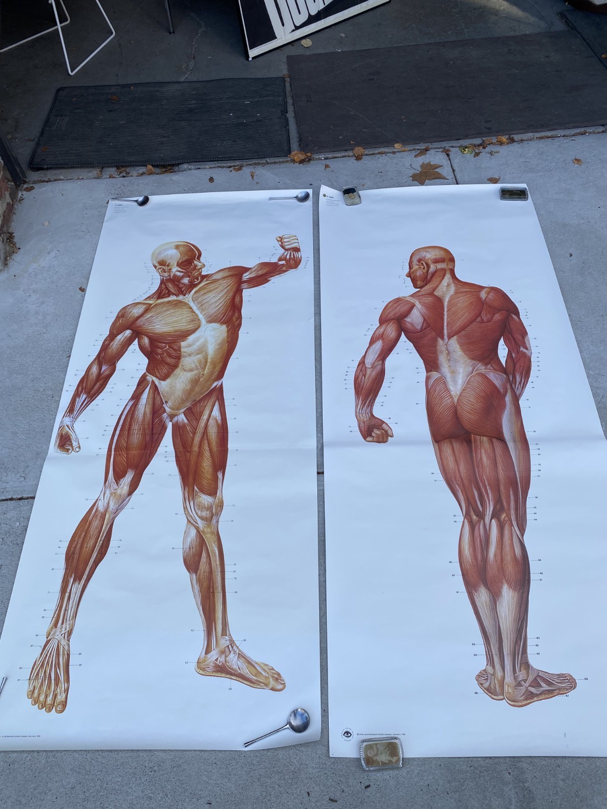 3 B Scientific GmbH Anatomical Muscles Poster Set