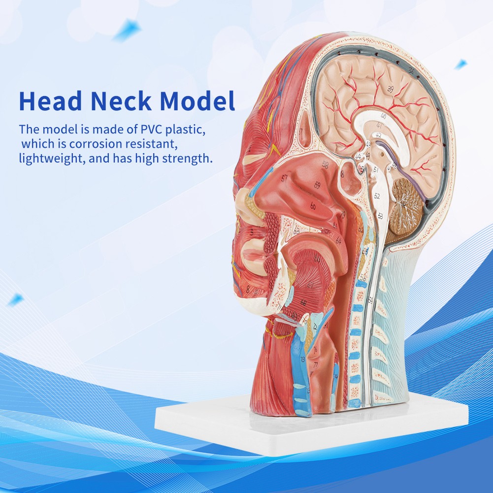 Anatomical Human Head Brain Neck Section Model Life-Size Study Aid For