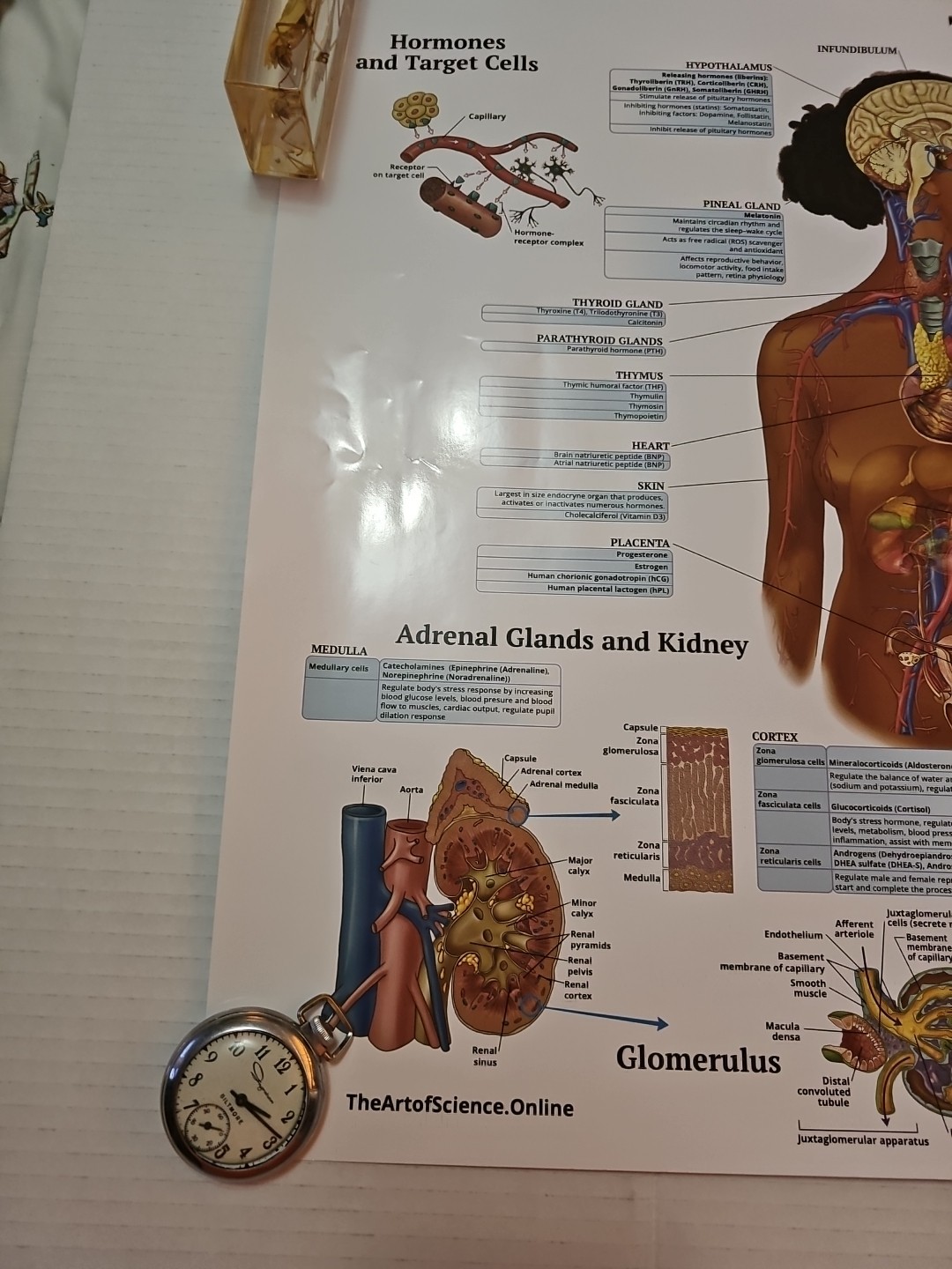 The Endocrine System 2 Sided Medical Poster 29.5″ x 17.5″ In. The Art Of Science
