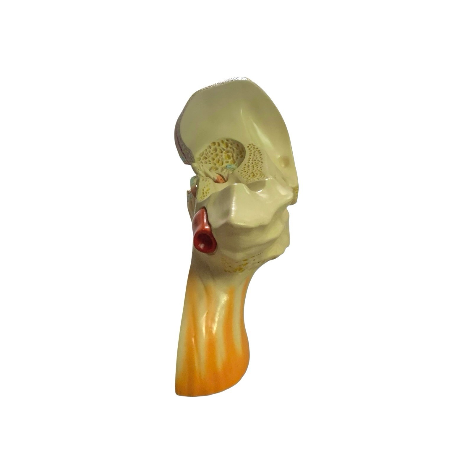Ear Anatomy Model Signed Dated 1988 Science Medical Decor