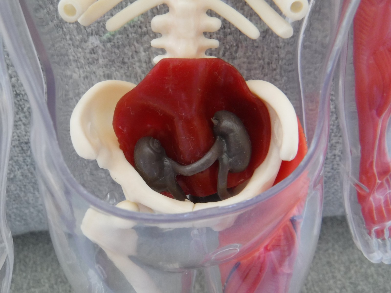 Human Body Anatomy Model 13″ Invisible Man Skeleton heart brain muscles lungs