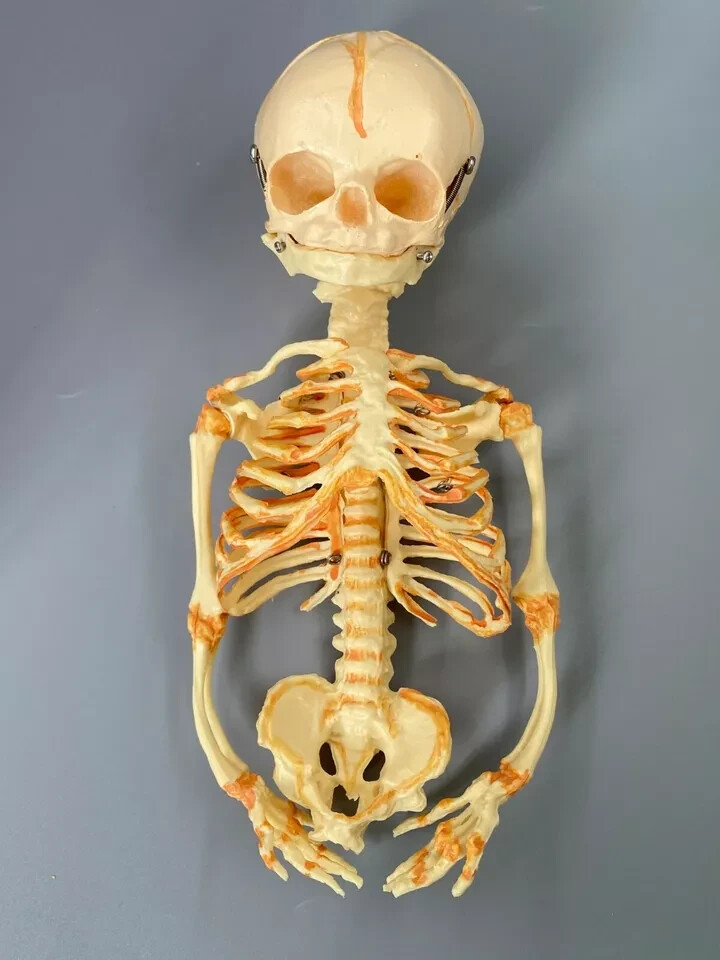 13.7″ Baby Skeleton Model Fetal Model Human Body Teaching Newborn Baby Skull