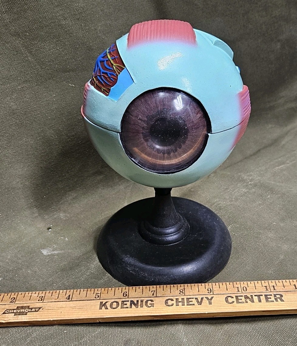 Human EYE Model Anatomy 7 Part Anatomical Eye Model w/ Base Doctor’s Office