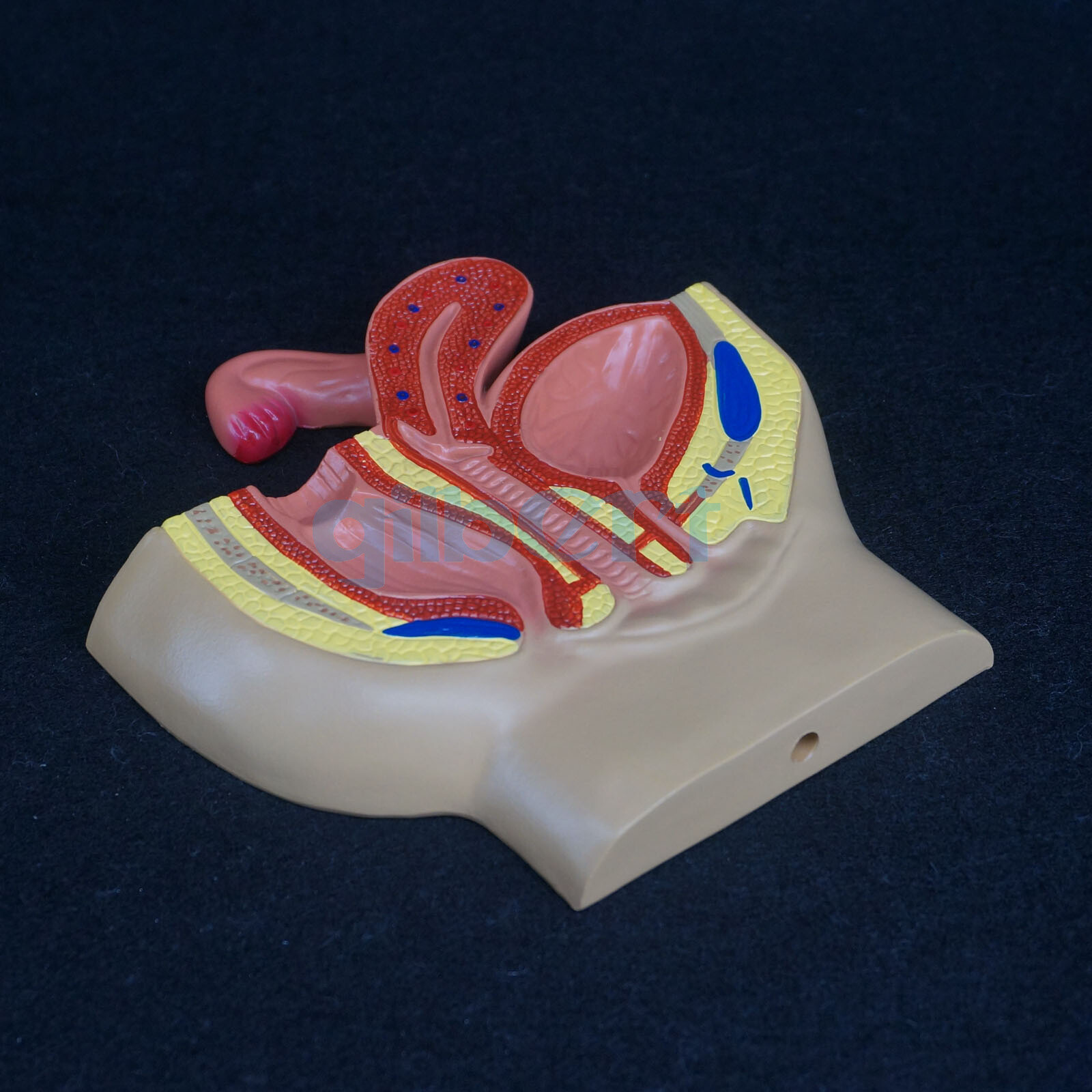 Female Pelvic Gynecological Model Urinary System for Medical Science Teaching