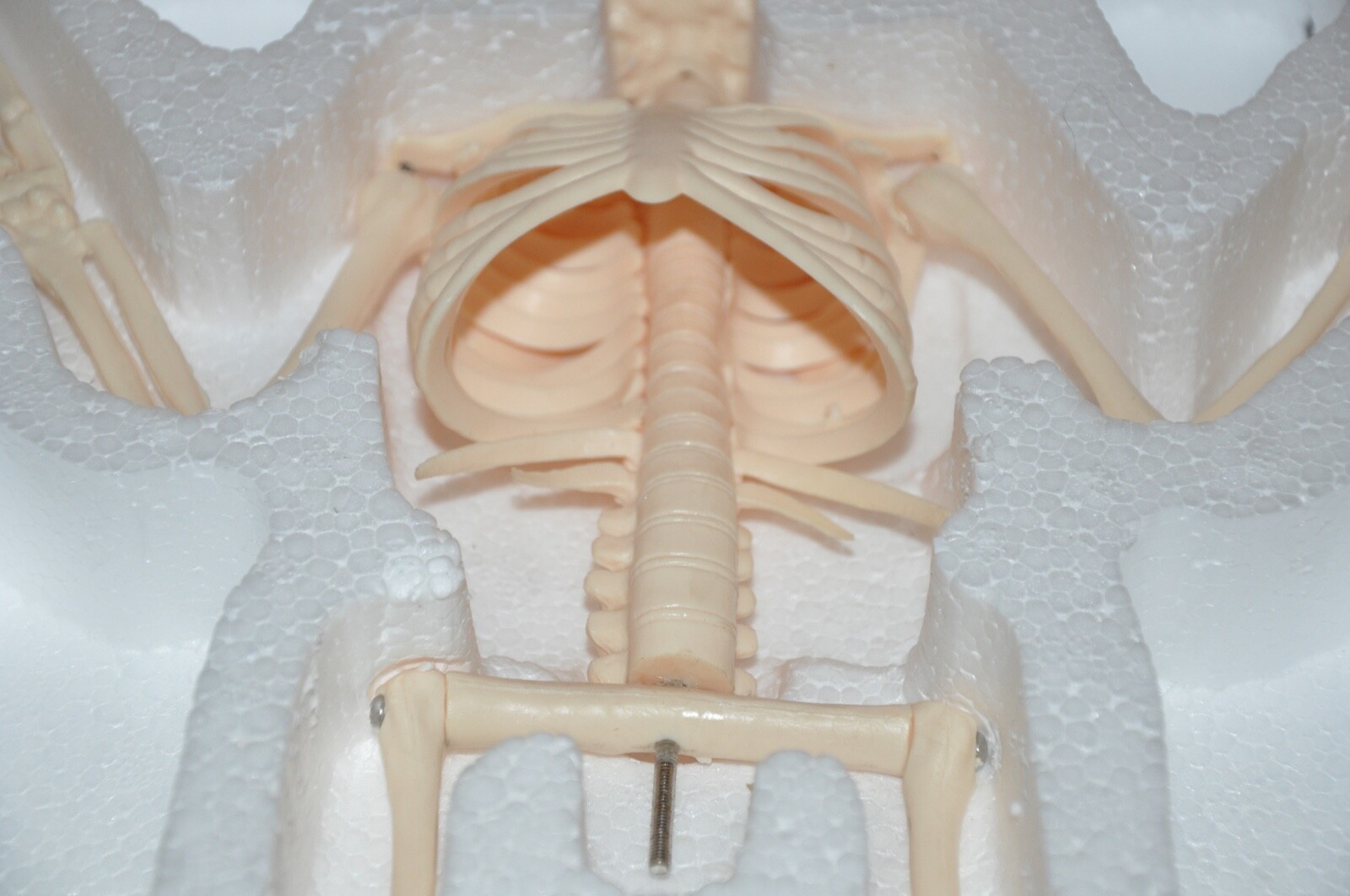 Veterinary Anatomy Bat Skeleton Display Teaching Model with stand Halloween