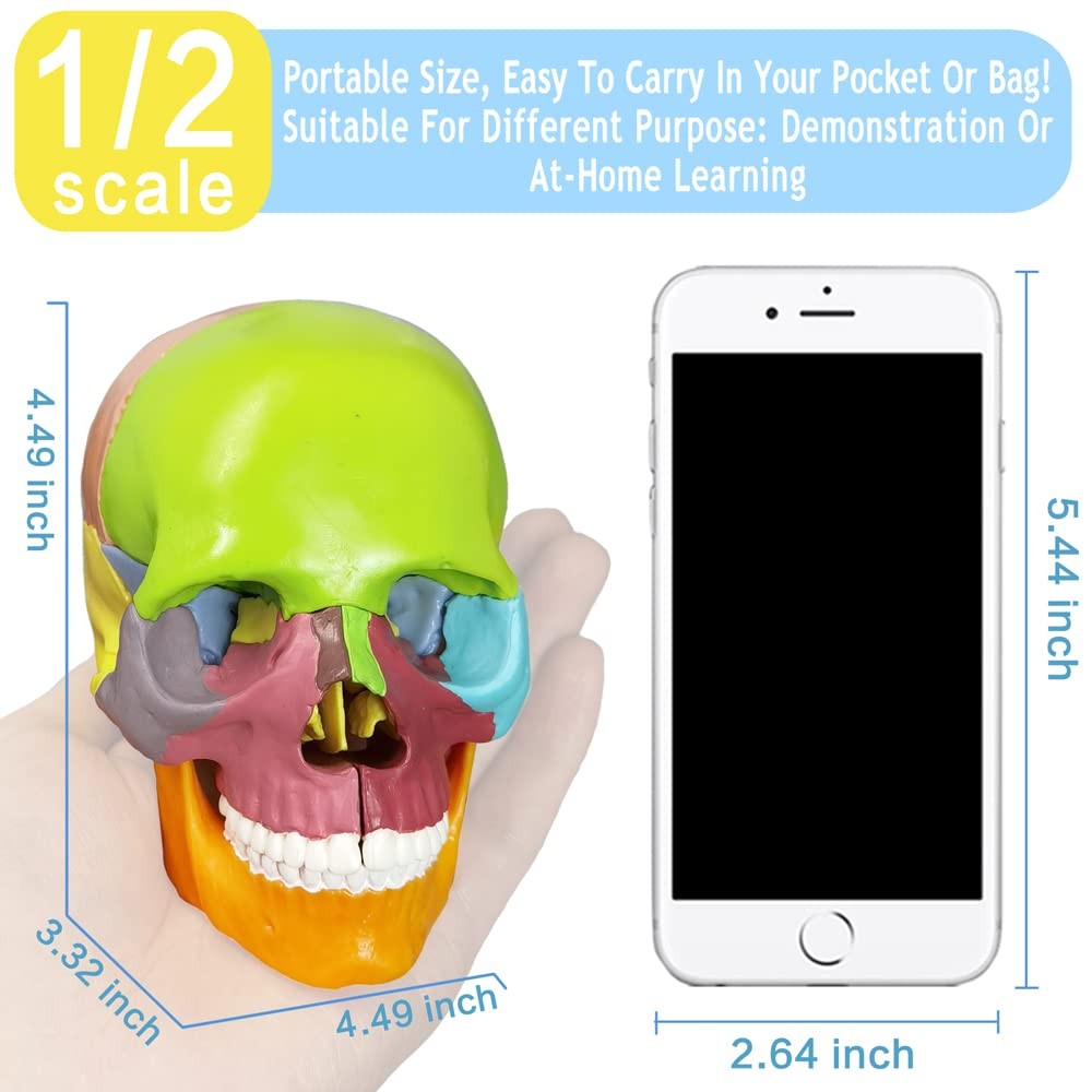 15-Parts Puzzle Anatomy Skull Model,Colorful Medical Brain Model,Human Anatom…