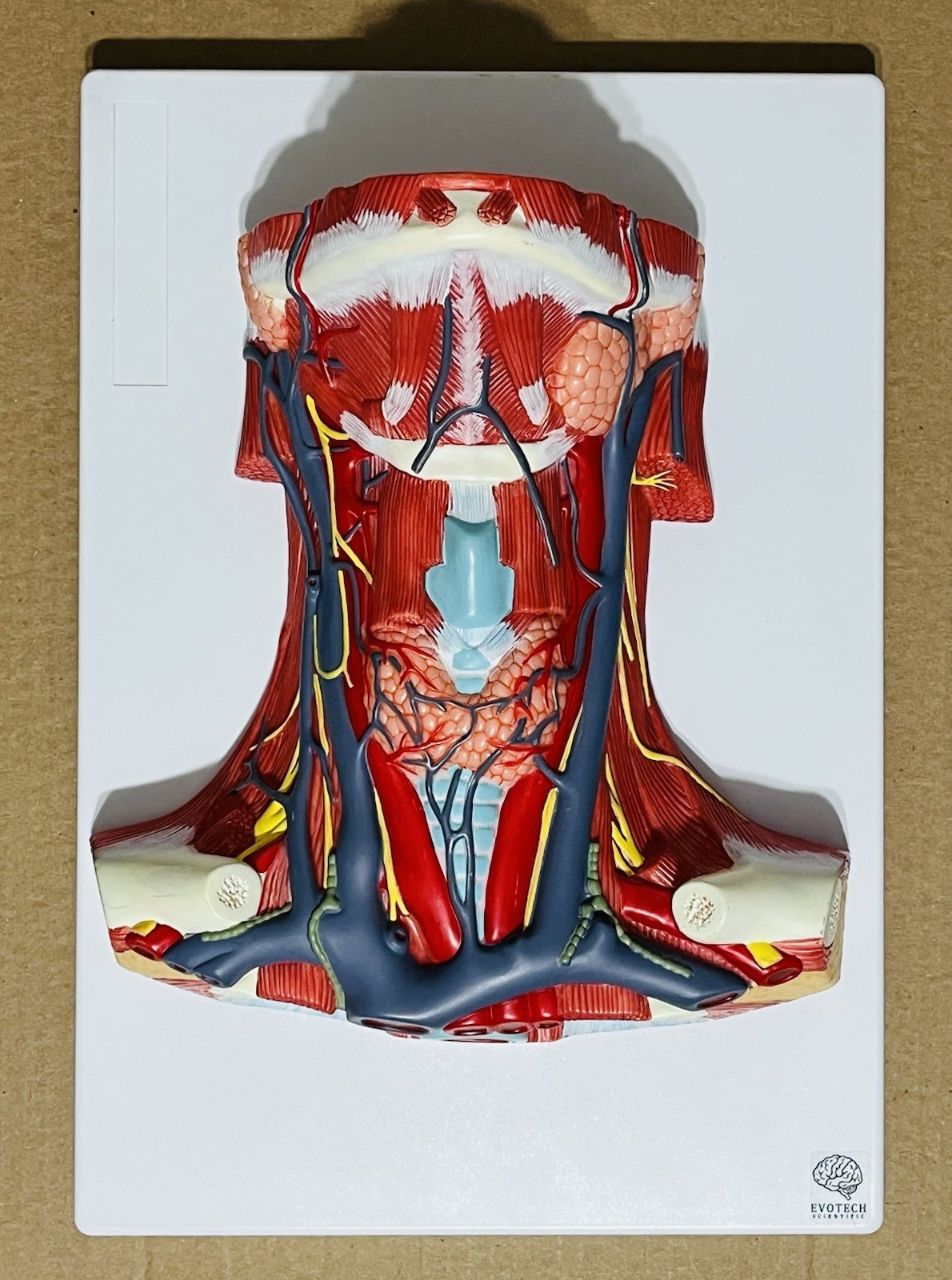 Anterior cervical muscle, neck muscle nerve, medical anatomical model