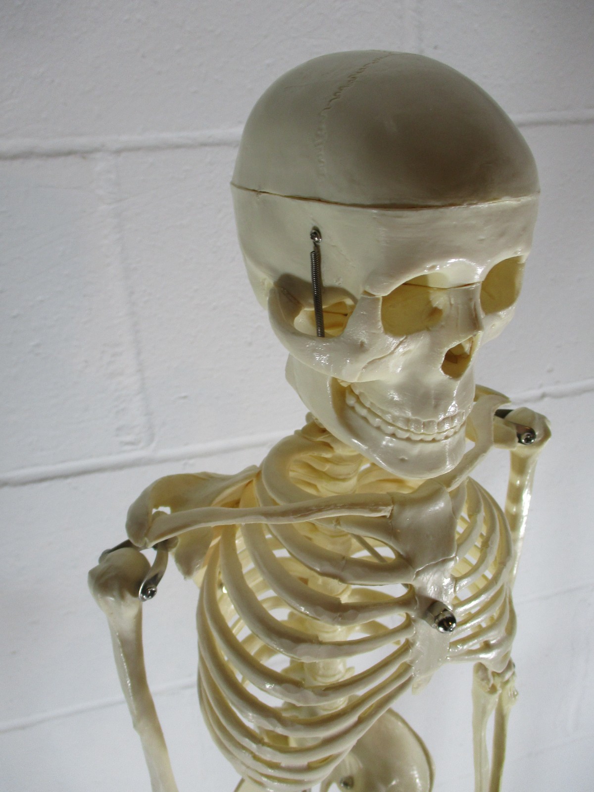 A 32″ TALL ARTICULATED PLASTIC HUMAN SKELETON, UPRIGHT ON METAL STAND, PERFECT
