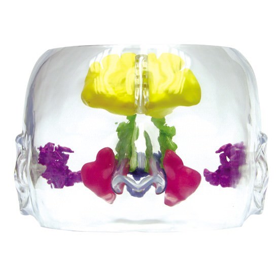 Sinus CLEAR GPI Anatomical Model LifeSize LFA #2851. Make Us an Offer! SEE VIDEO