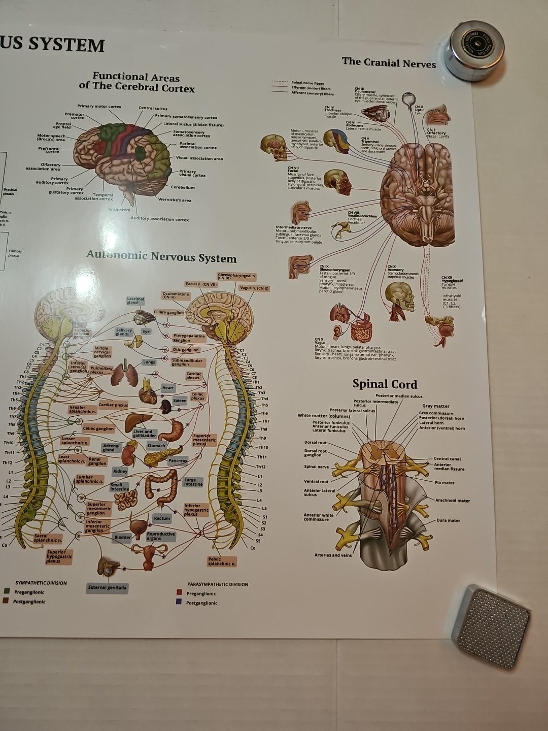 The Nervous System – 2 Sided Medical Poster 29.5″ x 17.5″ In. The Art Of Science