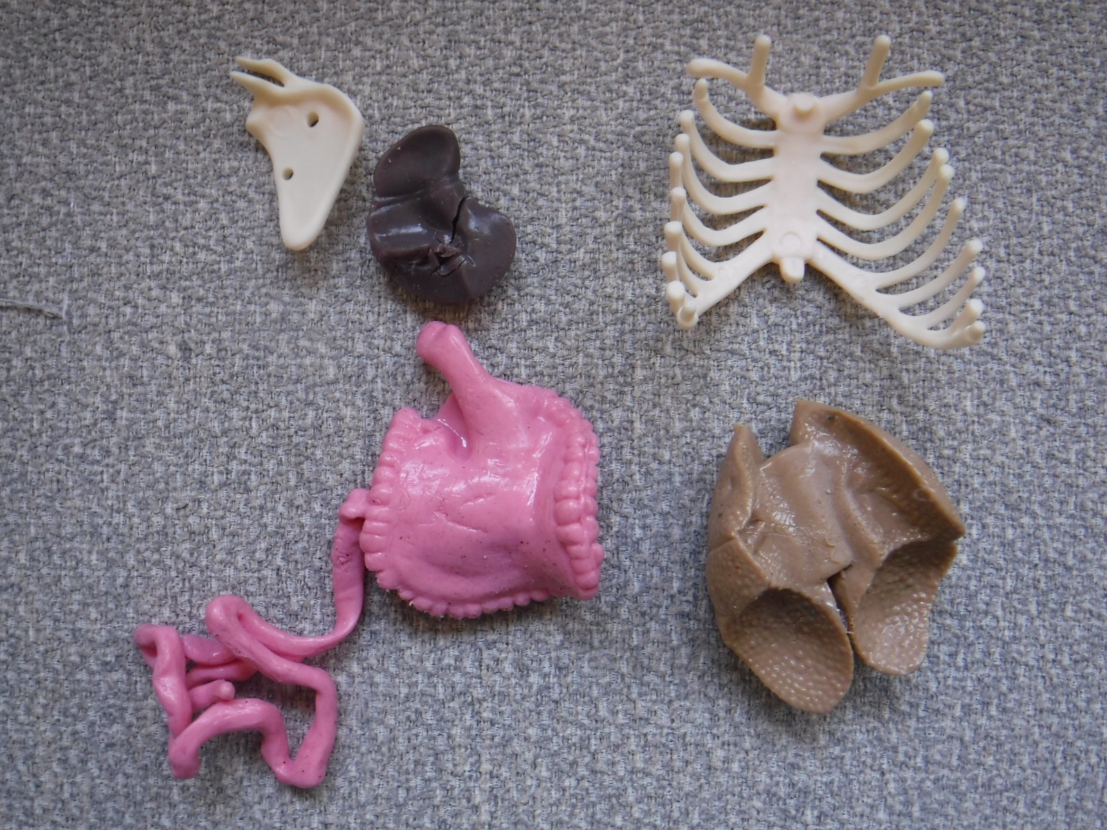 Human Body Anatomy Model 13″ Invisible Man Skeleton heart brain muscles lungs