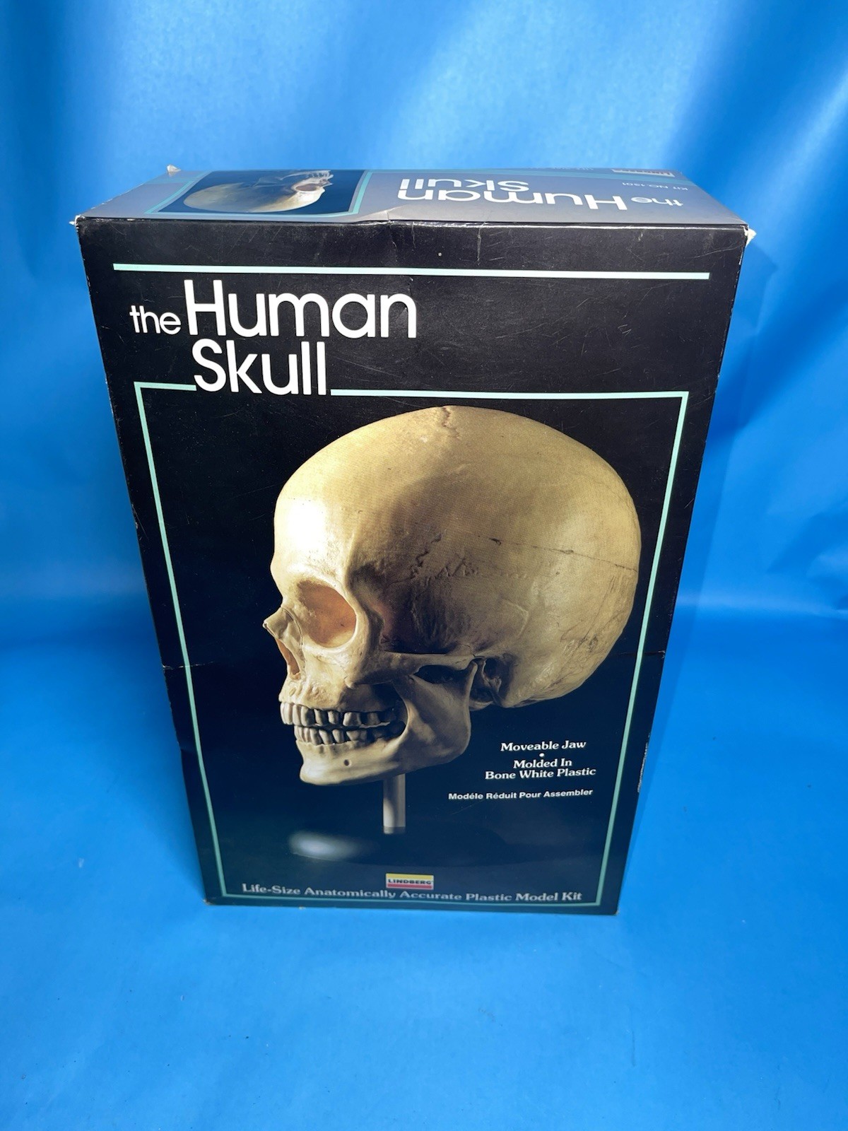 Lindberg The Human Skull Life Size Anatomical Model Kit Movable Jaw Complete VTG