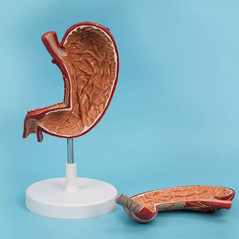 1.5x Size Human Digestive System Model Medical Science Stomach Anatomy