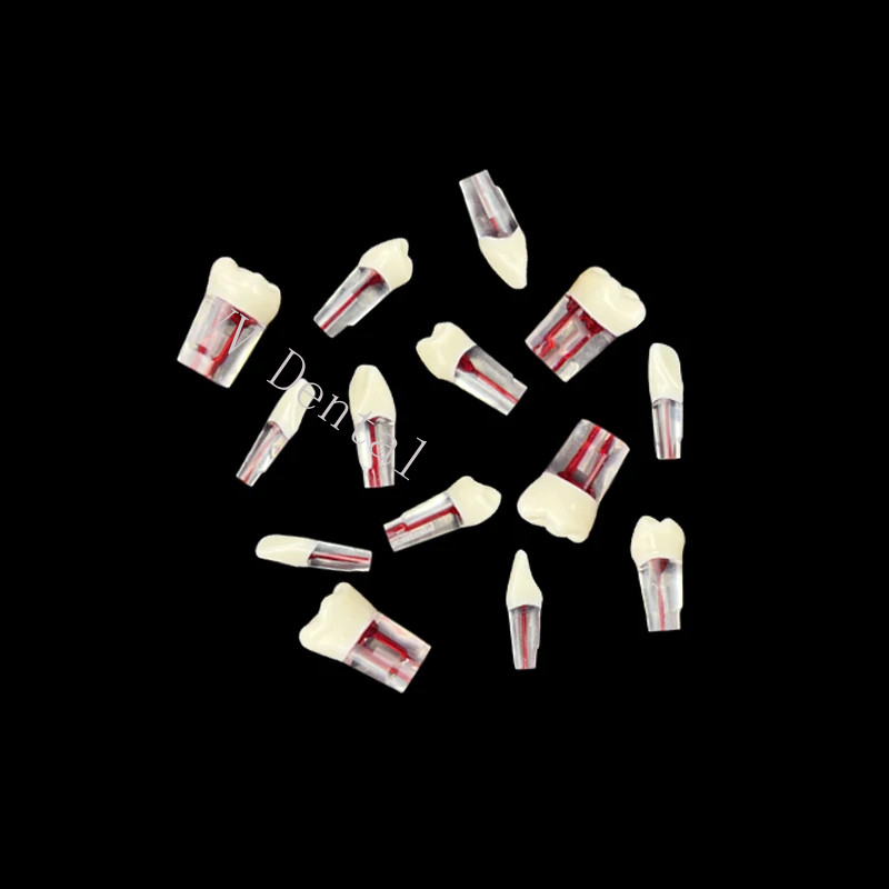 28pcs Dental Endodontic Teeth Model Full Mouth Root Canal Block Training Tooth