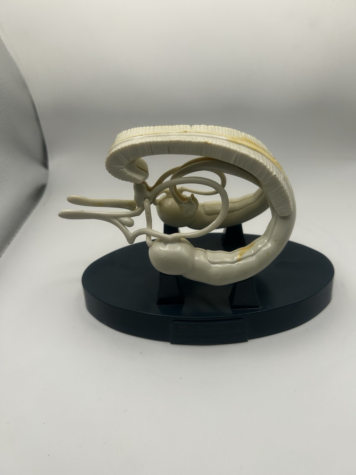 Vintage Roche Librium Brain Anatomical Model Medical Advertising Display Rare 3D