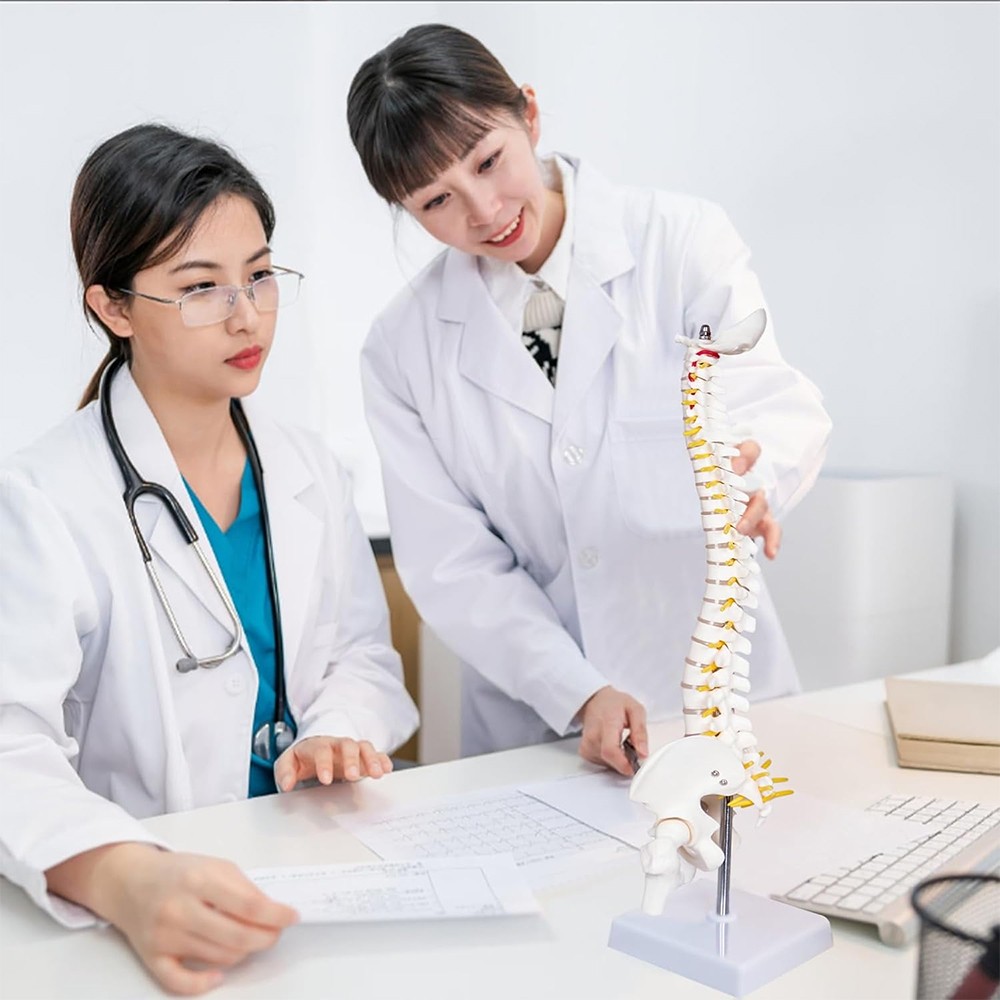 17.72 inch Human Spine with Pelvic Model Human Anatomical Anatomy Spine Model