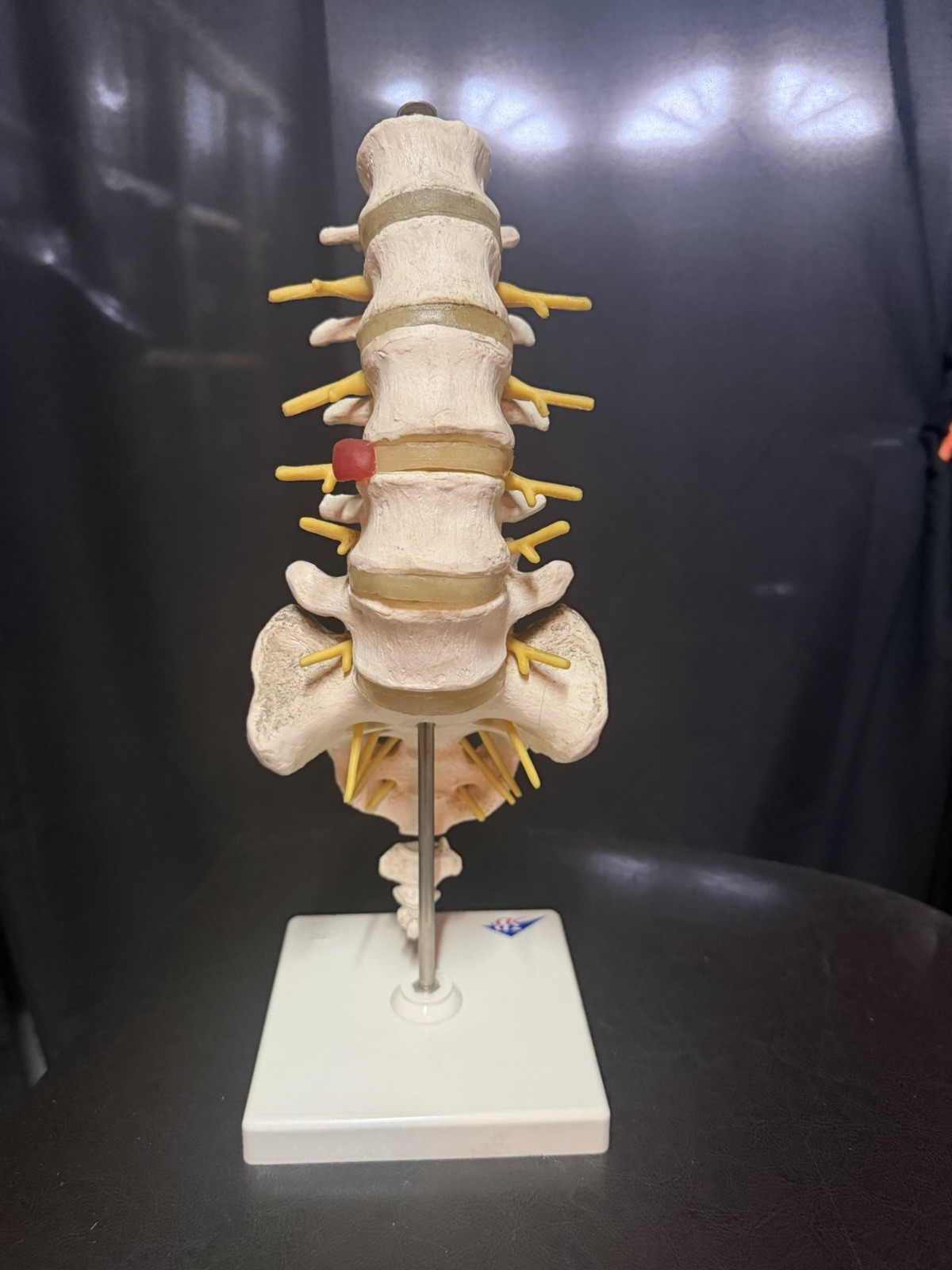 Vintage Scientfic Anatomical Articulating Spine Made In Germany Unusual