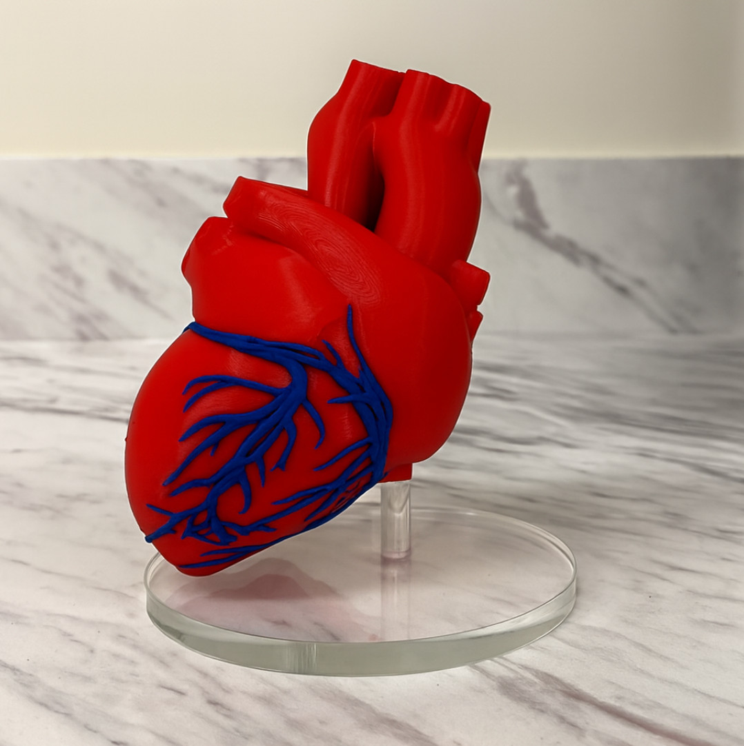 Human Heart Anatomical Model1:1Life Size 2-Part Educational Science Medical Tool