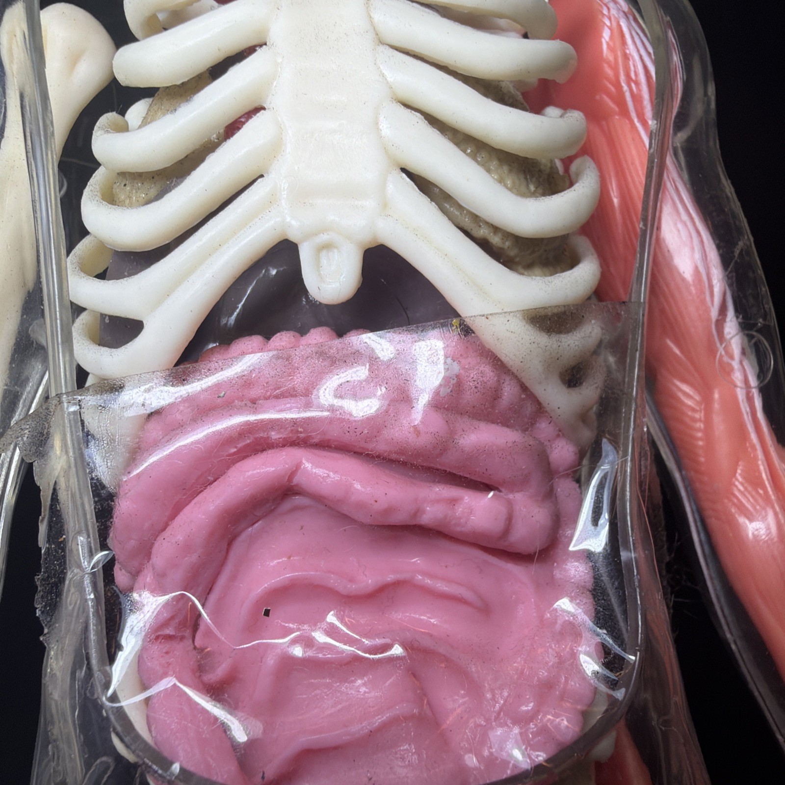Vintage Human Body Model Anatomy Heart Brain Skeleton Muscles Lungs Student 13″