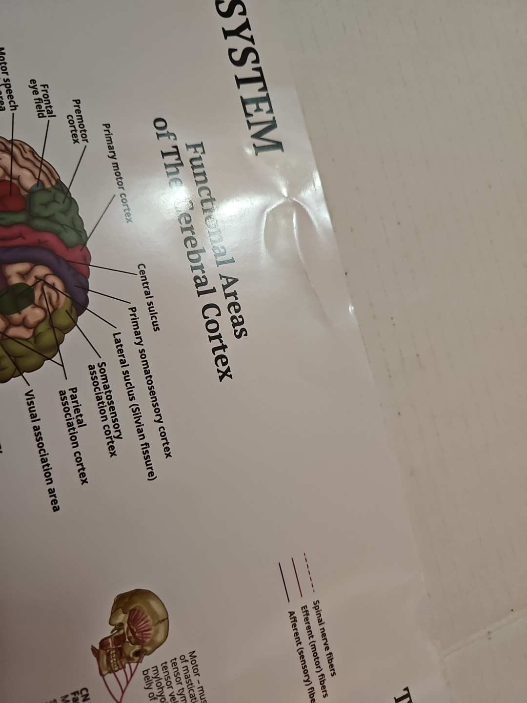 The Nervous System – 2 Sided Medical Poster 29.5″ x 17.5″ In. The Art Of Science