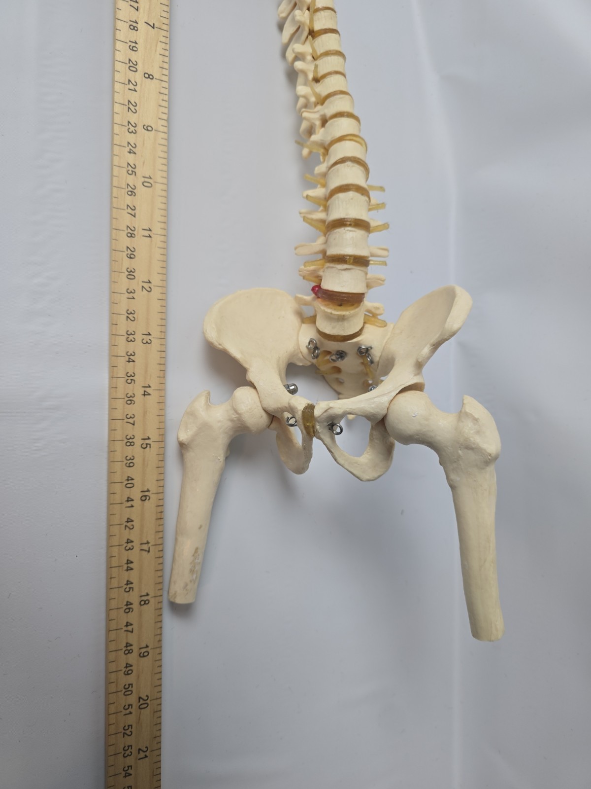 18 inch Human Spine with Pelvic Model Human Anatomical Anatomy Spine Model