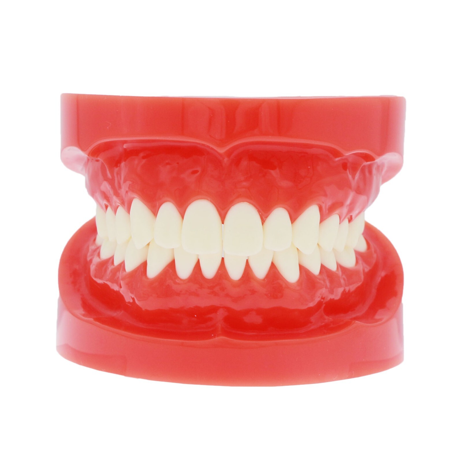 Dental Typodont Teeth Model Ortho Implant Pathological Perio Practice Demo Model